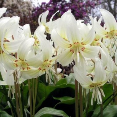 erythronium_white_beauty_