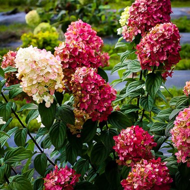 firelight-hydrangea-2