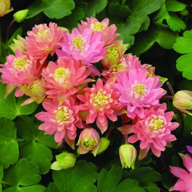 full_climentine_salmon_rose_full