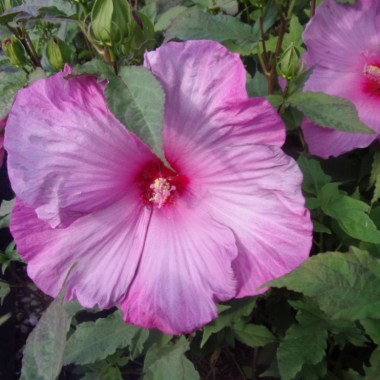 hibiscus-moscheutos-little-prince