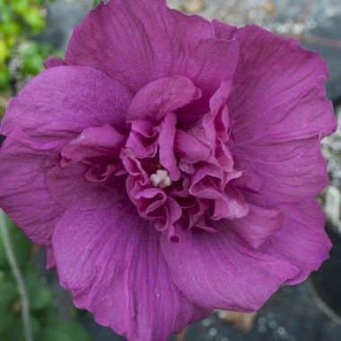 hibiscus_magenta_chiffon_34