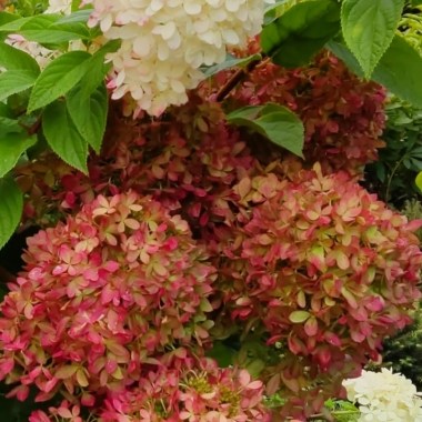 hydr-paniculata-pansana-1-hba-slider-1600-x7003