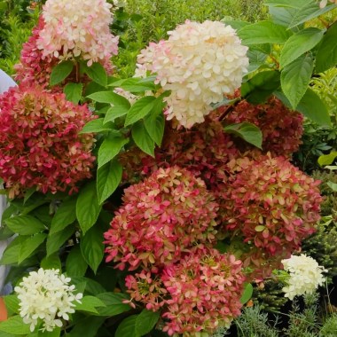 hydr-paniculata-pansana-1-hba-slider-1600-x700