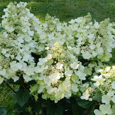 hydrangea-limelight-prime-137