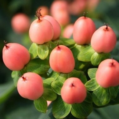 hypericum-magical-innocence-9cm-p4301-32993_medium3