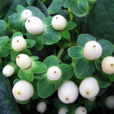 hypericum-magical-white-p4664-37099_medium