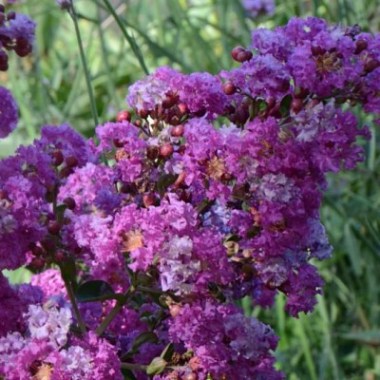 lilas-des-indes-violet-ete22