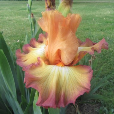 mailservice111