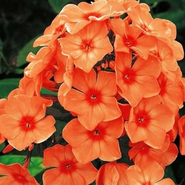 phlox_orange_perfection38