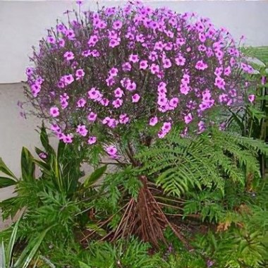 plant_geranium_maderense_1_81