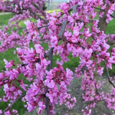 redbud750
