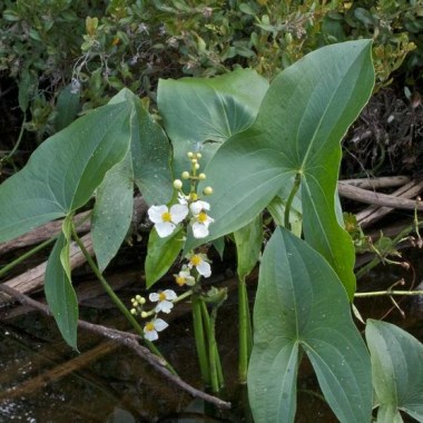 sagittaria-latifolia-01_740x