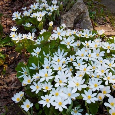 sanguinaria-canadensis-32-kg_218