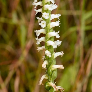 spiranthes_cernua_3