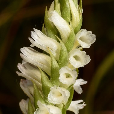 spiranthes_cernua_4