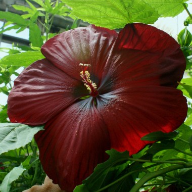 summer-spice-hibiscus-crème-de-la-cocoa