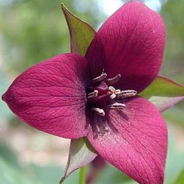 trillium_sulcatum_2_300x300