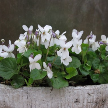 viola-odorata-miracle-bride-white-5