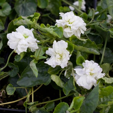 viola_odorata_comte_de_brazza_01