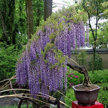 visteriya-v-gorshke-na-svezgem-vozduhe